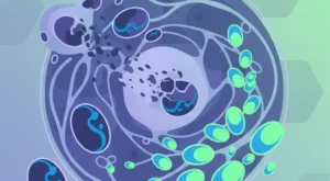 Mitokondriyal Otofaji: Hücresel Yenilenme için Beslenme ve Yaşam Tarzı Rehberi