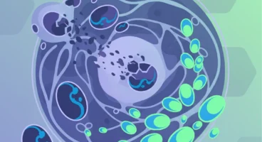 Mitokondriyal Otofaji: Hücresel Yenilenme için Beslenme ve Yaşam Tarzı Rehberi