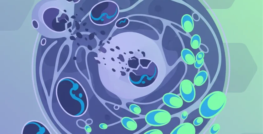 Mitokondriyal Otofaji: Hücresel Yenilenme için Beslenme ve Yaşam Tarzı Rehberi