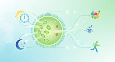 Kronik Yorgunluğa Karşı Mitokondri Sağlığı: Sirkadiyen Ritim Uyumlu Beslenme ve Yaşam Tarzı Stratejileri