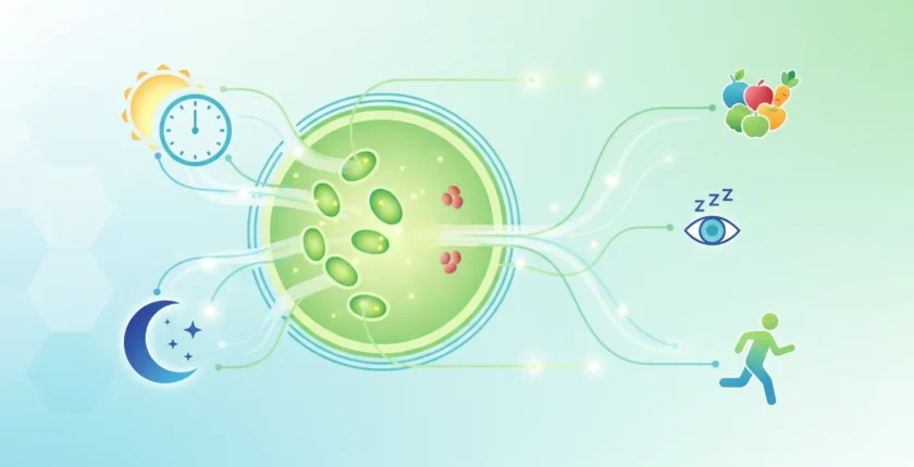Kronik Yorgunluğa Karşı Mitokondri Sağlığı: Sirkadiyen Ritim Uyumlu Beslenme ve Yaşam Tarzı Stratejileri