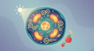 Kronik Yorgunluğa Son: Hücresel Saatlerinizi Optimize Ederek Enerjinizi Yeniden Kazanın