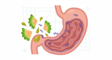 Zeytinyağlı Kudret Narı ve Helicobacter Pylori: Bilimsel Gerçekler ve Geleneksel İddialar