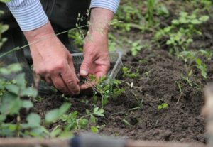 Bahçe Terapisi: Toprakla Uğraşmanın Ruh Sağlığına İyileştirici Etkileri
