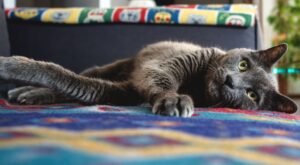 Evcil Hayvan Beslemenin Sağlığa Faydaları: Kedi ve Köpeklerin Tansiyon ve Stres Üzerindeki Etkisi