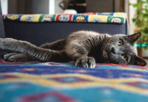 Evcil Hayvan Beslemenin Sağlığa Faydaları: Kedi ve Köpeklerin Tansiyon ve Stres Üzerindeki Etkisi