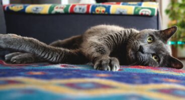 Evcil Hayvan Beslemenin Sağlığa Faydaları: Kedi ve Köpeklerin Tansiyon ve Stres Üzerindeki Etkisi