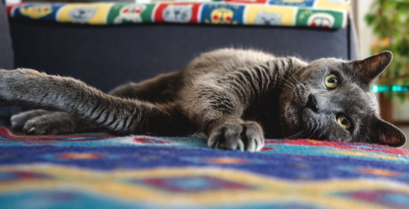Evcil Hayvan Beslemenin Sağlığa Faydaları: Kedi ve Köpeklerin Tansiyon ve Stres Üzerindeki Etkisi Evcil Hayvan Beslemenin Sağlığa Faydaları: Kedi ve Köpeklerin Tansiyon ve Stres Üzerindeki Etkisi