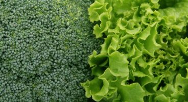 Lektin Nedir? Lektin İçeren Besinler ve Lektinsiz Beslenme Hakkında Bilmeniz Gerekenler